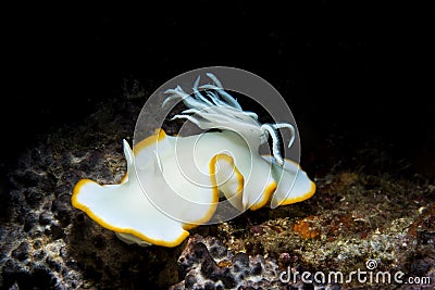 White and yellow Nudibranch Stock Photo